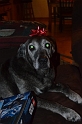 Kids_XmasAvos (27)